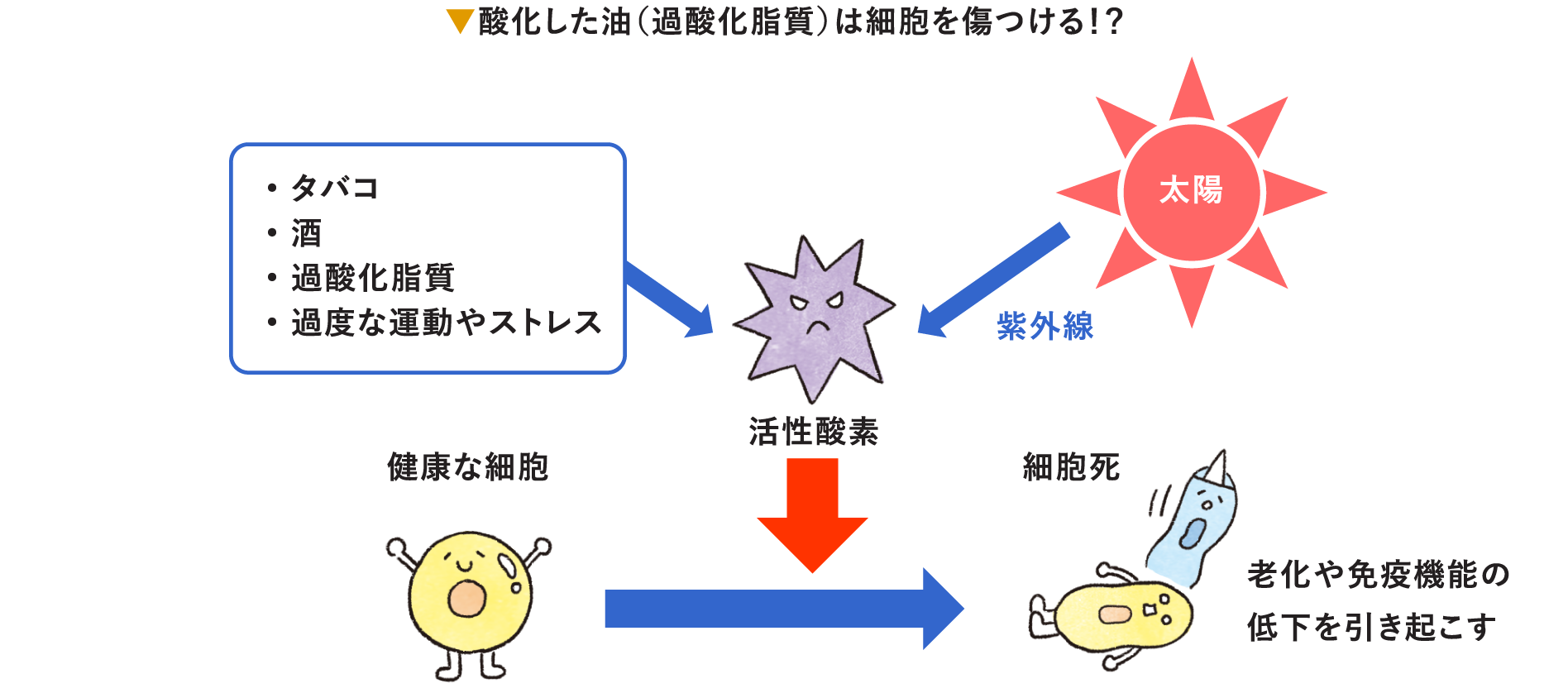スーパーフード ごまで健康生活 公式 かどや製油株式会社 スーパーフード ごまで健康生活 公式 かどや製油株式会社