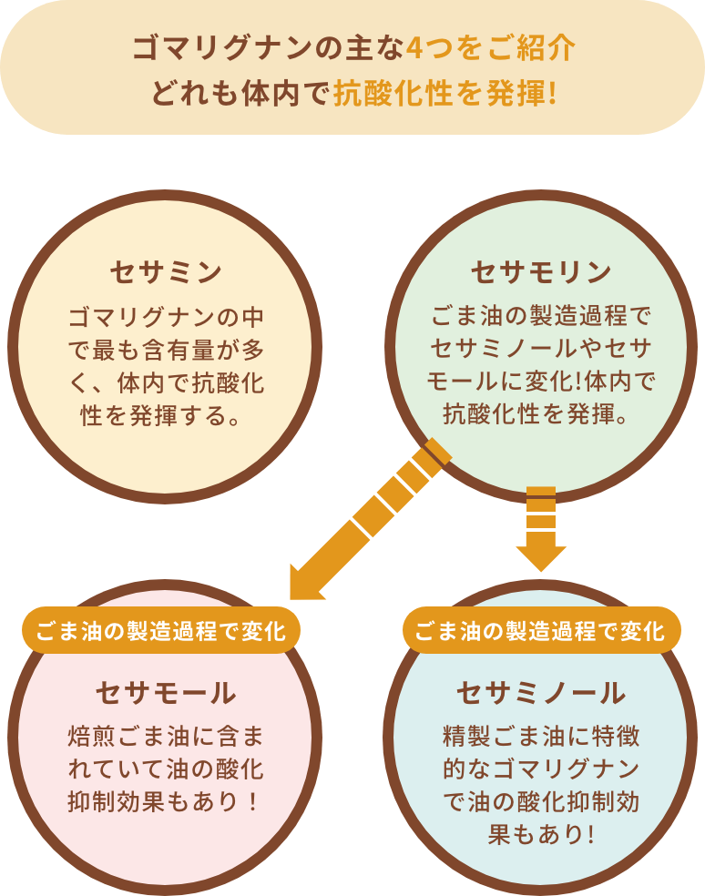ゴマリグナンの主な4つをご紹介